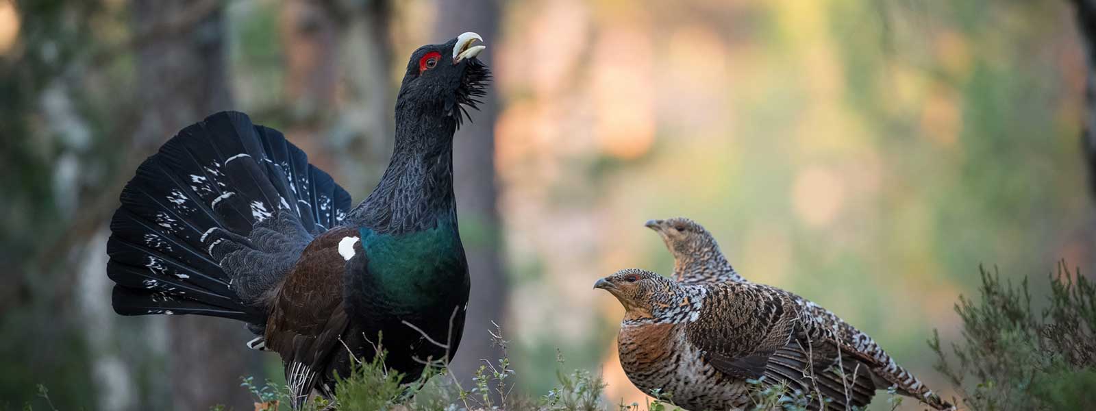 Headerbild Tierpark Augusta Raurica